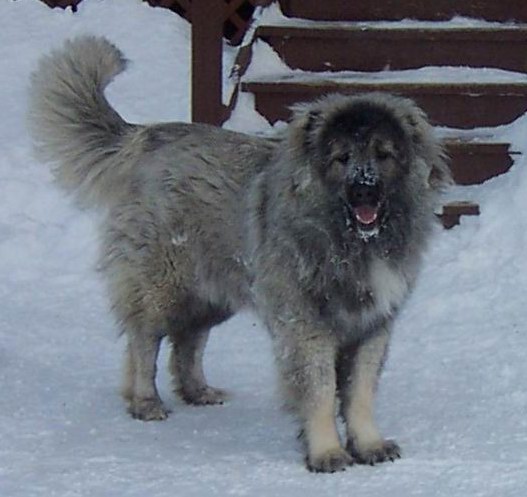 Caucasian Mountain Ovcharka. Caucasian Ovcharka